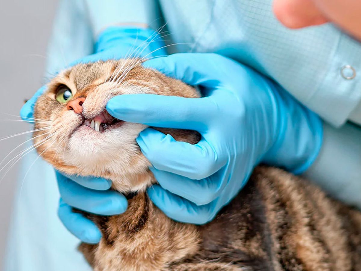 Cómo es la clasificación de los veterinarios según especializaciones medicas
