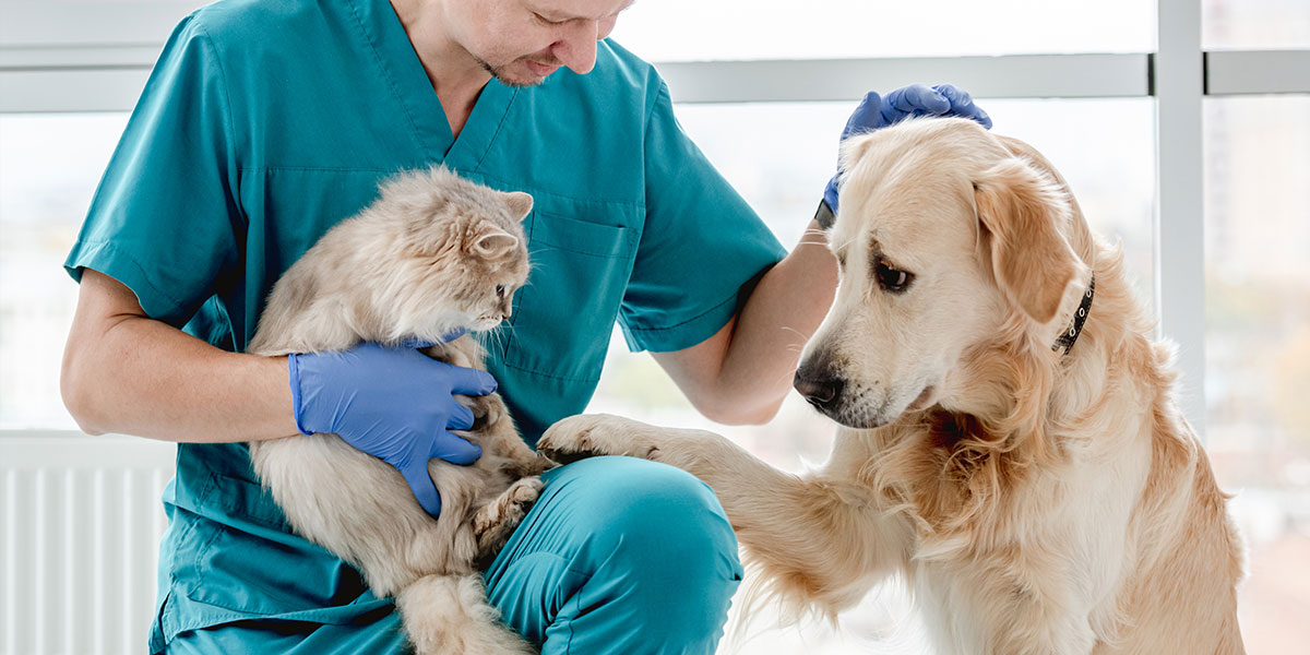Cuáles son los tipos de veterinarios especializados en animales
