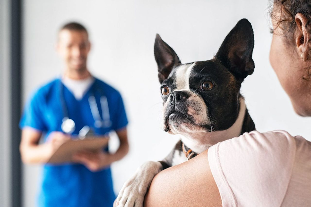 Qué es y cómo labora un veterinario a domicilio