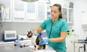 Veterinarias cerca de mí